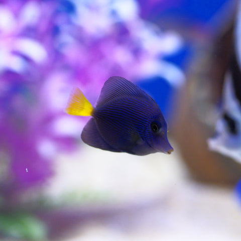 Purple Tang