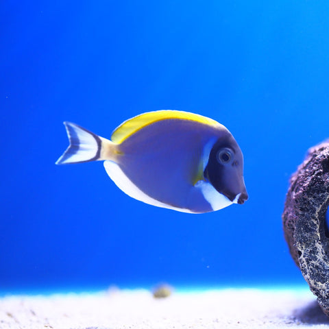 Powder Blue Tang