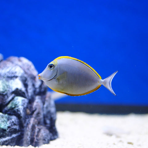 Blonde Naso Tang